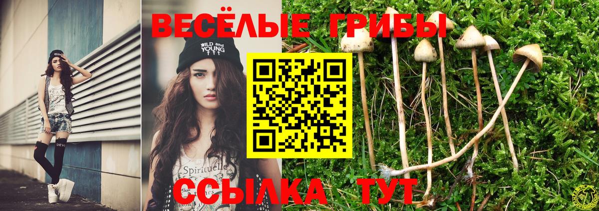 Галлюциногенные грибы Psilocybine cubensis Ступино